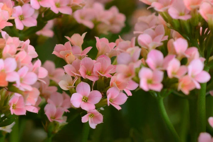 Rosa Blüten auf grünen Stielen